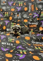 Sadie, a female Miniature Schnauzer for sale in Bay Minette, AL – 3 of 3