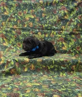 Apollo, a male Miniature Schnauzer for sale in Bay Minette, AL – 3 of 3