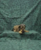 Sammy, a male Miniature Schnauzer for sale in Bay Minette, AL – 3 of 3