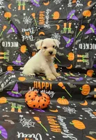 Luke, a male Miniature Schnauzer for sale in Bay Minette, AL – 1 of 1