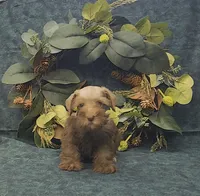 Leo, a male Miniature Schnauzer for sale in Bay Minette, AL – 2 of 3
