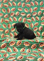 Buster, a male Miniature Schnauzer for sale in Bay Minette, AL – 3 of 3