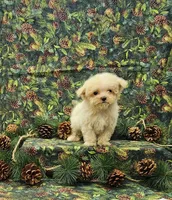 Buddy, a male Maltipoo for sale in Bay Minette, AL – Photo 2 of 3