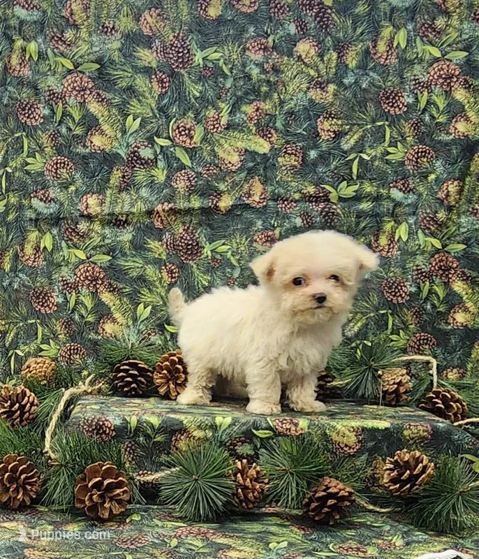 Buddy – Maltipoo puppy for sale in Bay Minette, AL