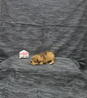 Lilly, a female Miniature Schnauzer for sale in Bay Minette, AL – 3 of 3