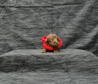Hershey, a male Miniature Schnauzer for sale in Bay Minette, AL – 3 of 3