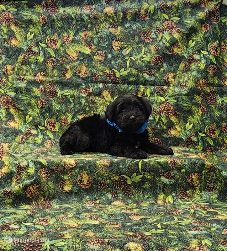 Apollo – Miniature Schnauzer puppy for sale in Bay Minette, AL