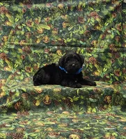 Apollo, a male Miniature Schnauzer for sale in Bay Minette, AL – 1 of 3