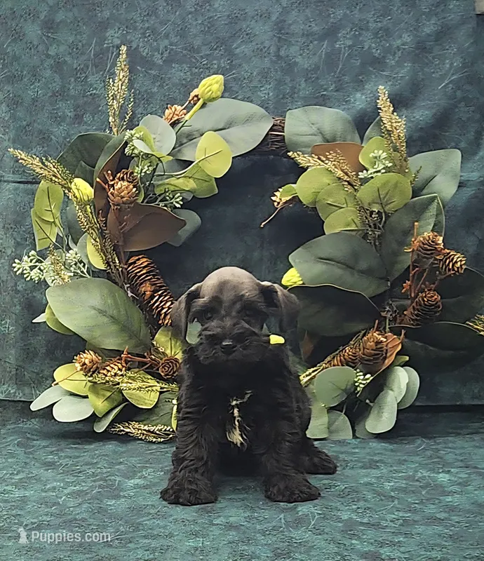 Apollo  – Miniature Schnauzer puppy for sale in Bay Minette, AL