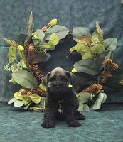 Apollo , a male Miniature Schnauzer for sale in Bay Minette, AL – 1 of 4