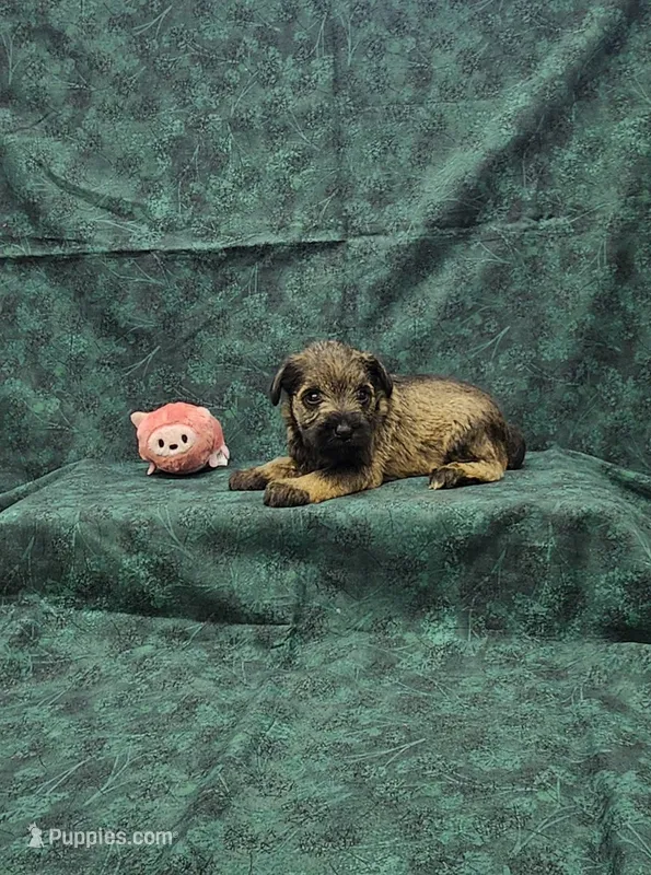 Sasha – Miniature Schnauzer puppy for sale in Bay Minette, AL