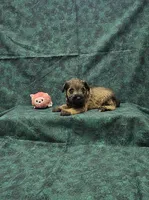 Sasha, a female Miniature Schnauzer for sale in Bay Minette, AL – 1 of 3