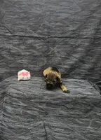Sasha, a female Miniature Schnauzer for sale in Bay Minette, AL – 3 of 3