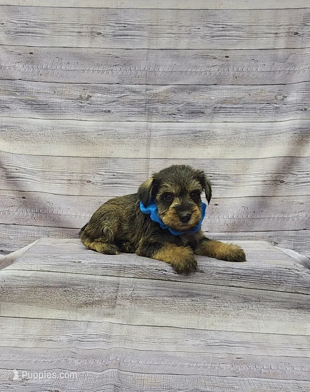 Sammy – Miniature Schnauzer puppy for sale in Bay Minette, AL