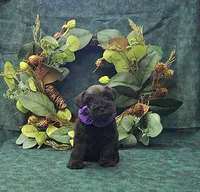 Athena, a female Miniature Schnauzer for sale in Bay Minette, AL – 2 of 3