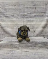 Sammy, a male Miniature Schnauzer for sale in Bay Minette, AL – 2 of 3