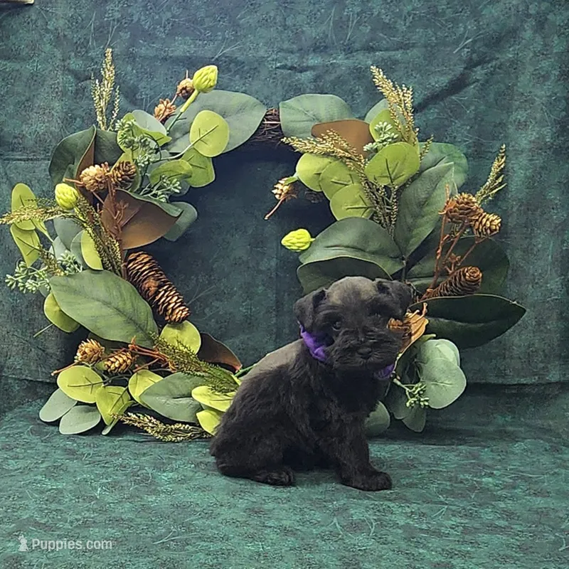 Athena – Miniature Schnauzer puppy for sale in Bay Minette, AL