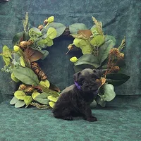 Athena, a female Miniature Schnauzer for sale in Bay Minette, AL – 1 of 3