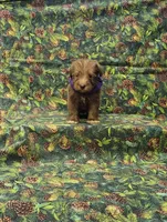 Cocoa, a female Miniature Schnauzer for sale in Bay Minette, AL – 3 of 3