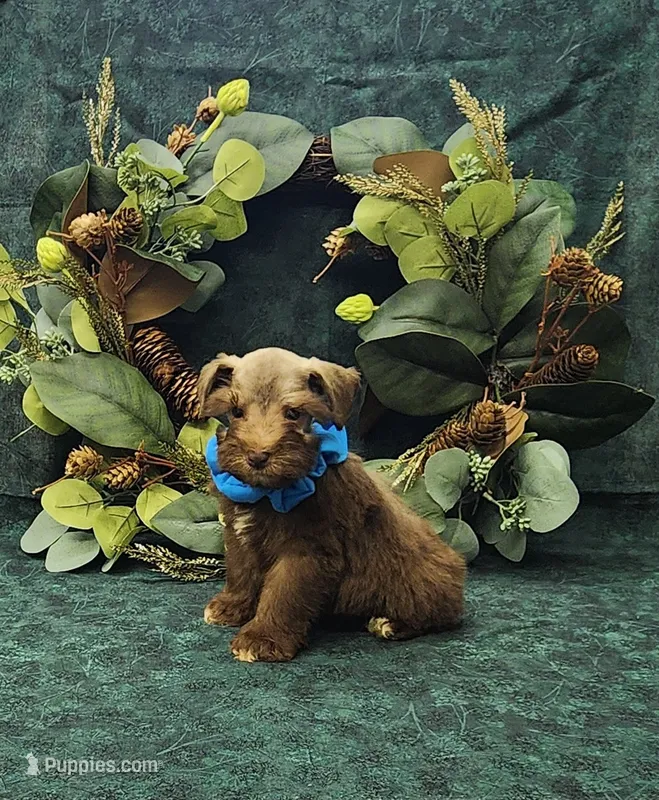 Mounds – Miniature Schnauzer puppy for sale in Bay Minette, AL