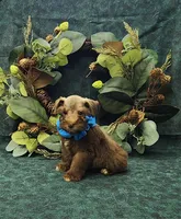 Mounds, a male Miniature Schnauzer for sale in Bay Minette, AL – 1 of 3