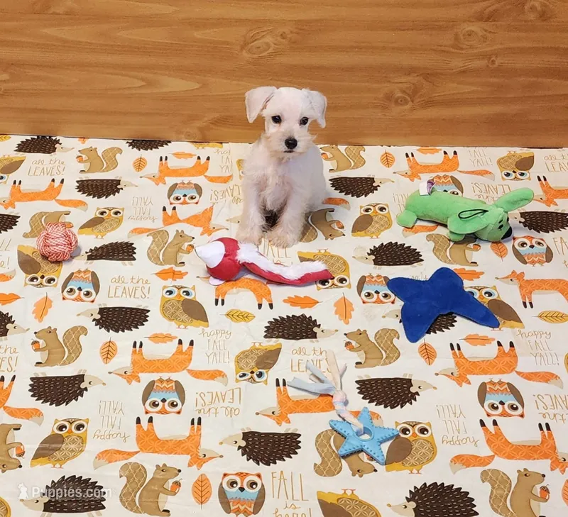 Luke – Miniature Schnauzer puppy for sale in Bay Minette, AL