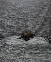 Jack, a male Miniature Schnauzer for sale in Bay Minette, AL – 3 of 3