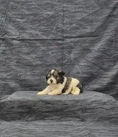Venus, a female Miniature Schnauzer for sale in Bay Minette, AL – 1 of 3