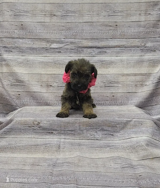 Sasha – Miniature Schnauzer puppy for sale in Bay Minette, AL