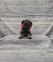Sasha, a female Miniature Schnauzer for sale in Bay Minette, AL – 1 of 3