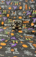 Sadie, a female Miniature Schnauzer for sale in Bay Minette, AL – 2 of 3