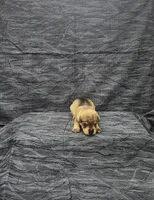 Sammy, a male Miniature Schnauzer for sale in Bay Minette, AL – 2 of 3