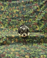 Venus, a female Miniature Schnauzer for sale in Bay Minette, AL – 2 of 3