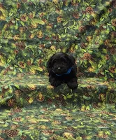 Apollo, a male Miniature Schnauzer for sale in Bay Minette, AL – 2 of 3
