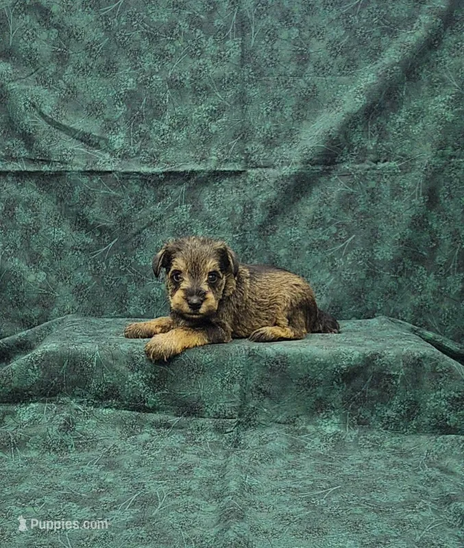 Sammy – Miniature Schnauzer puppy for sale in Bay Minette, AL