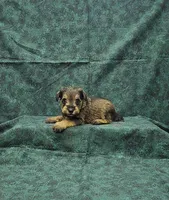 Sammy, a male Miniature Schnauzer for sale in Bay Minette, AL – 1 of 3
