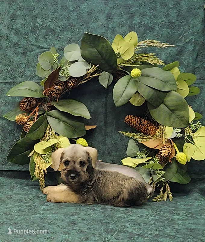 Scotty – Miniature Schnauzer puppy for sale in Bay Minette, AL
