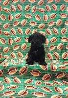 Buster, a male Miniature Schnauzer for sale in Bay Minette, AL – 2 of 3