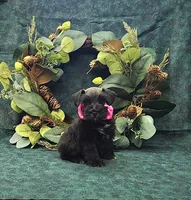 Rhea, a female Miniature Schnauzer for sale in Bay Minette, AL – 3 of 3