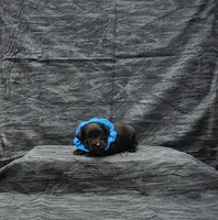 Apollo, a male Miniature Schnauzer for sale in Bay Minette, AL – 2 of 3