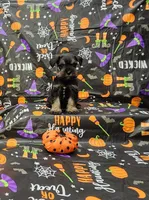 Lenny, a male Miniature Schnauzer for sale in Bay Minette, AL – 2 of 3