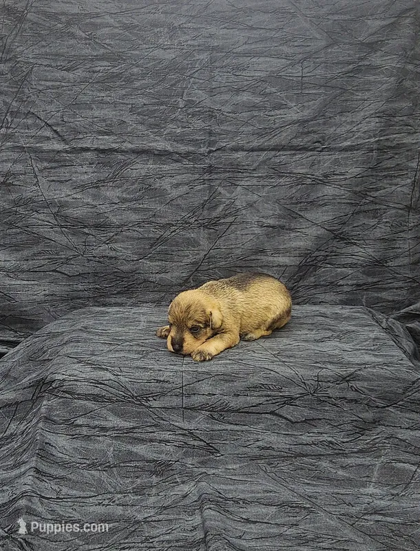 Sammy – Miniature Schnauzer puppy for sale in Bay Minette, AL