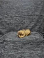 Sammy, a male Miniature Schnauzer for sale in Bay Minette, AL – 1 of 3