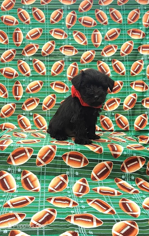 Bear – Miniature Schnauzer puppy for sale in Bay Minette, AL