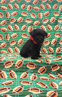 Bear, a male Miniature Schnauzer for sale in Bay Minette, AL – 1 of 3