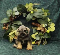 Scout, a male Miniature Schnauzer for sale in Bay Minette, AL – 2 of 3