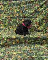 Athena, a female Miniature Schnauzer for sale in Bay Minette, AL – 3 of 3