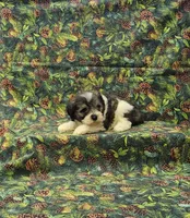 Venus, a female Miniature Schnauzer for sale in Bay Minette, AL – 3 of 3
