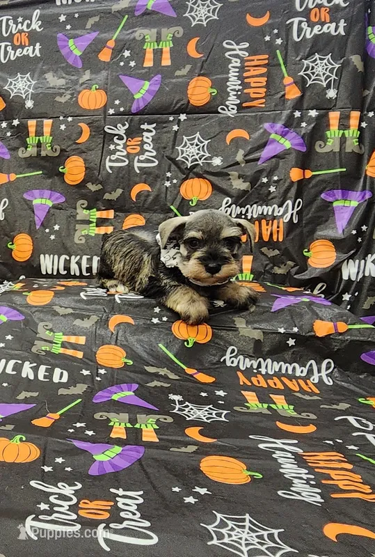 Sadie – Miniature Schnauzer puppy for sale in Bay Minette, AL