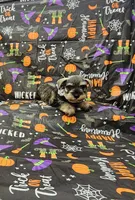 Sadie, a female Miniature Schnauzer for sale in Bay Minette, AL – 1 of 3